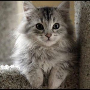 Meet your Posher, Deanna